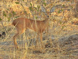 Image of Steenbok