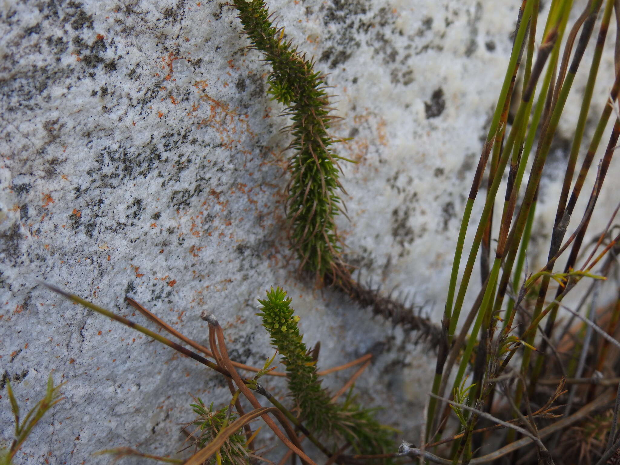 Image de Merciera leptoloba A. DC.