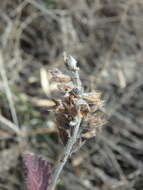 Image de Teucrium chamaedrys subsp. nuchense (K. Koch) Rech. fil.