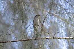 Pericrocotus cantonensis Swinhoe 1861 resmi