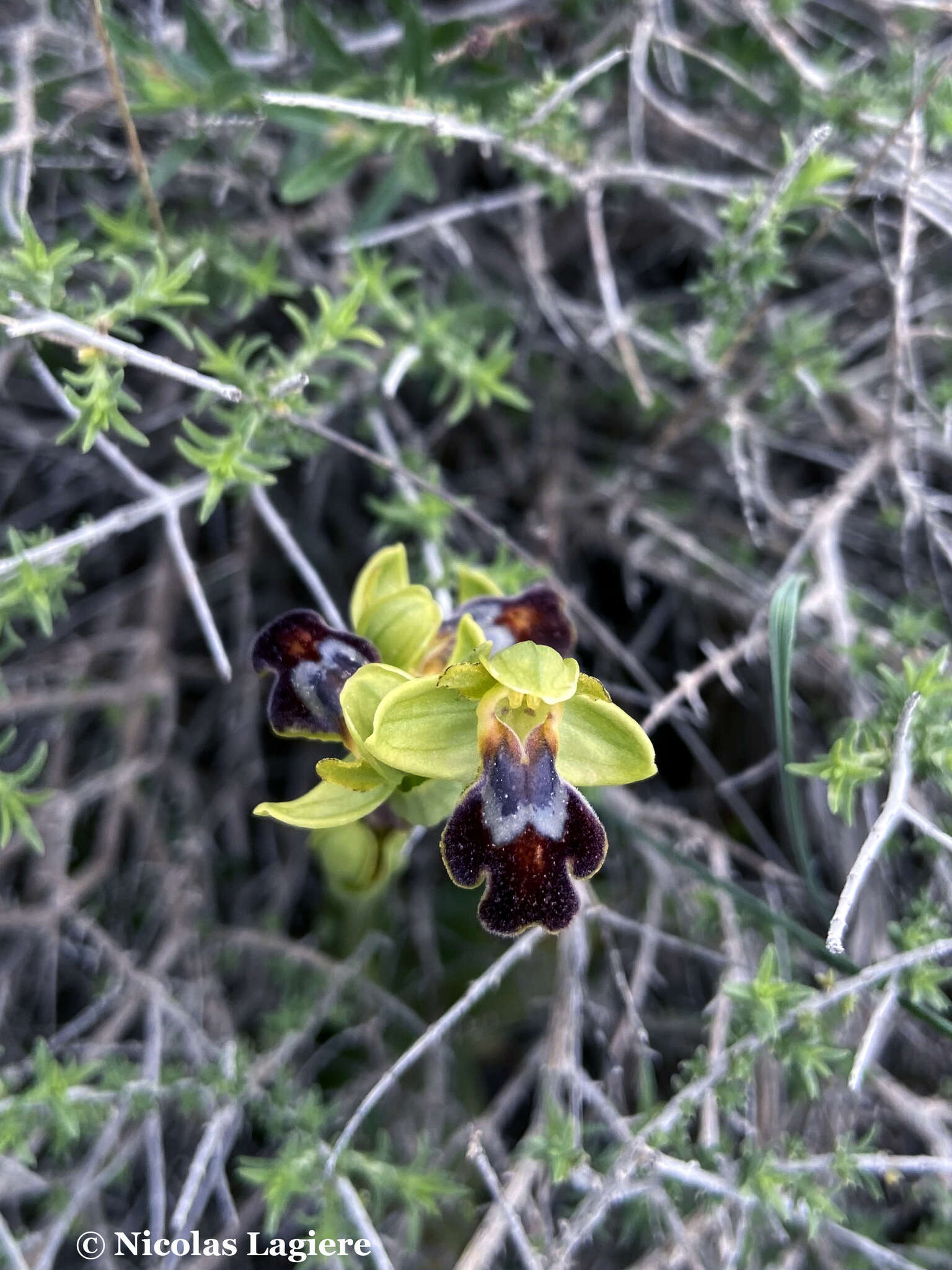 Image of Ophrys fusca subsp. cinereophila (Paulus & Gack) Faurh.