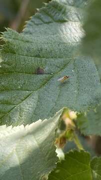 Image of Chloropid fly