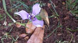 Image of Herbertia lahue (Molina) Goldblatt