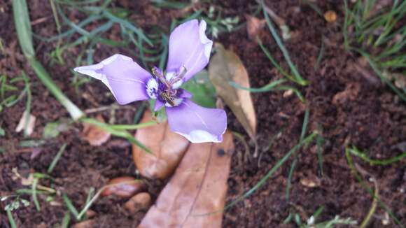 Image of Herbertia lahue (Molina) Goldblatt