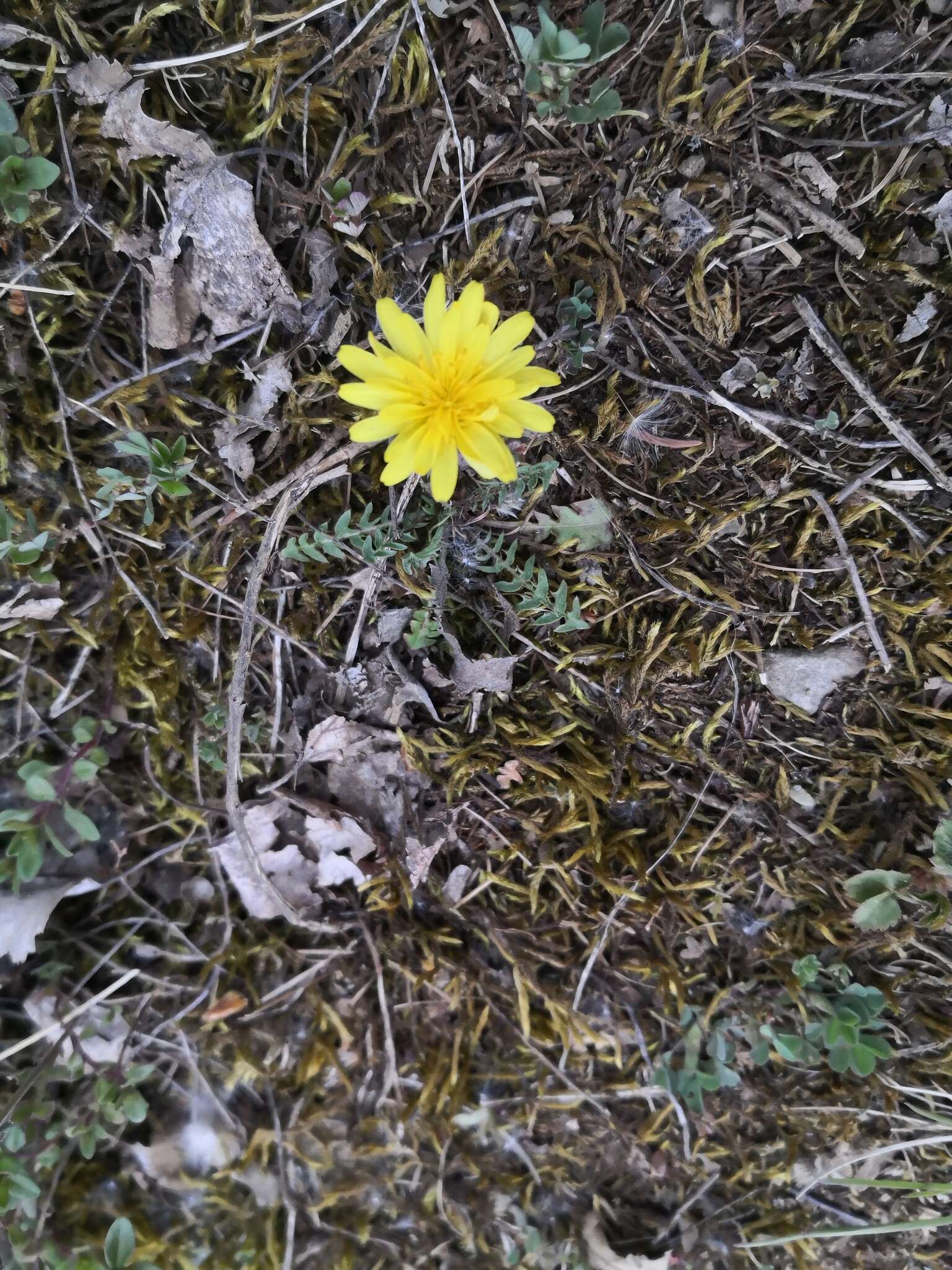 Image of Taraxacum rubicundum (Dahlst.) Dahlst.