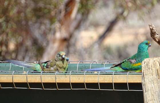 Image of Many-coloured Parakeet