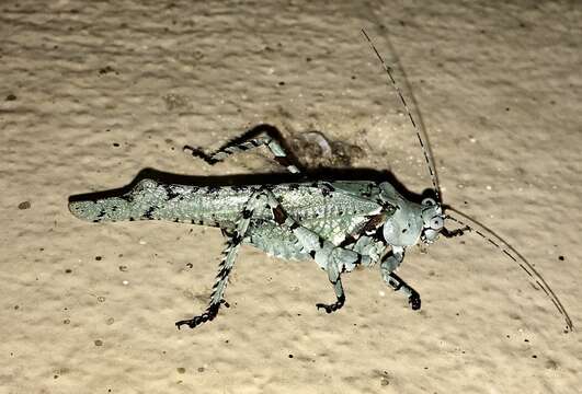 Image of Dissonulichen Cadena-Castañeda 2011