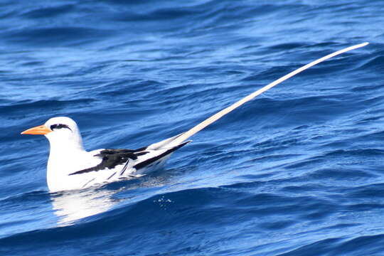 Image of longtail