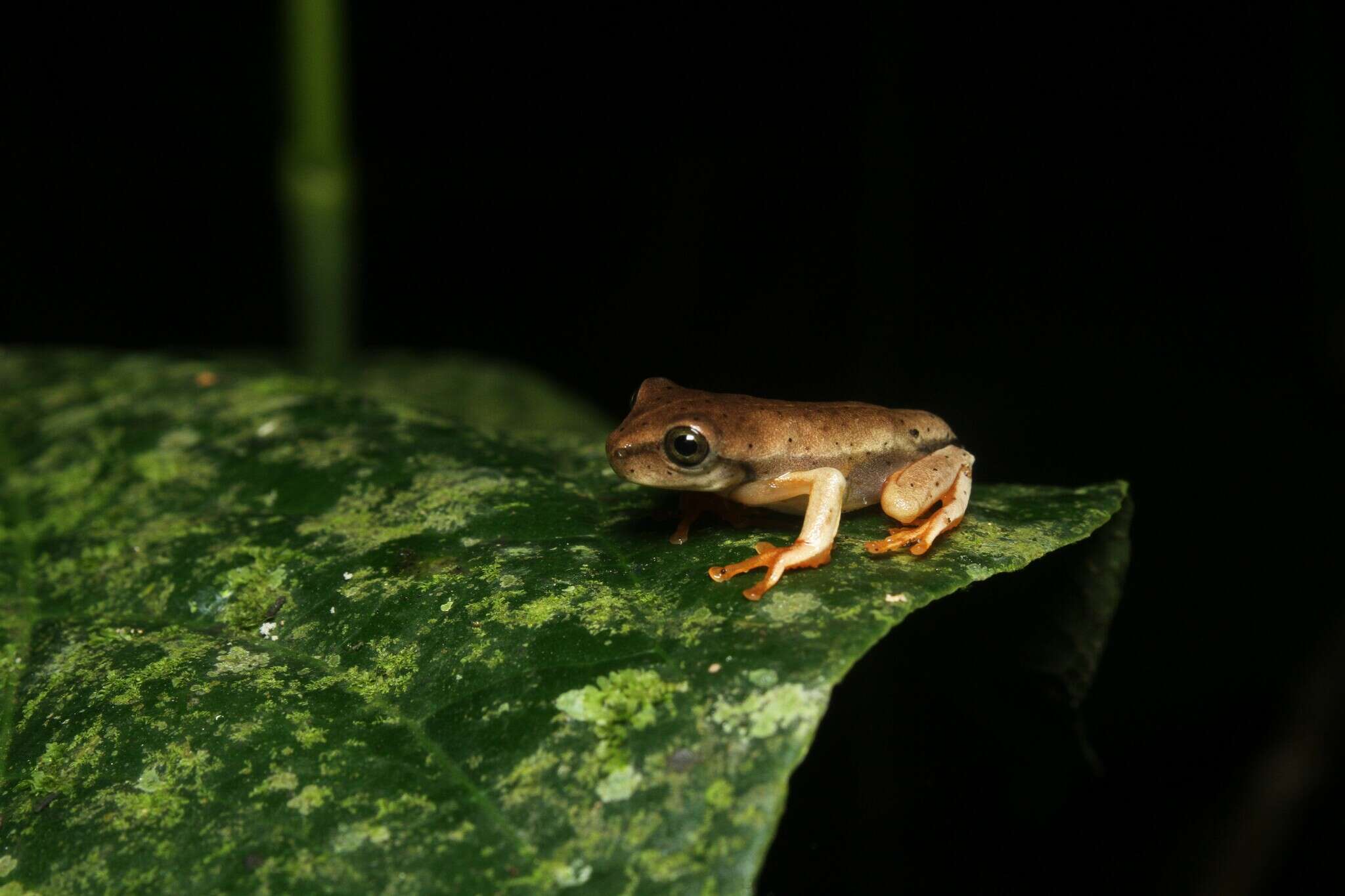 Bokermannohyla circumdata (Cope 1871)的圖片