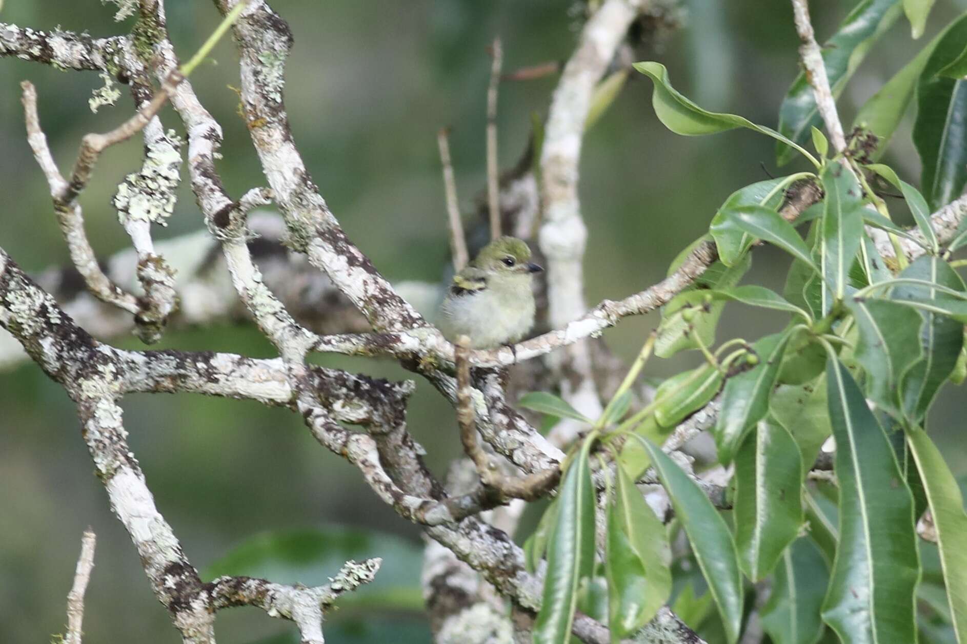 Image of Moustached Tinkerbird