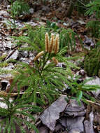 Imagem de Dendrolycopodium hickeyi (W. H. Wagner, Beitel & R. C. Moran) A. Haines