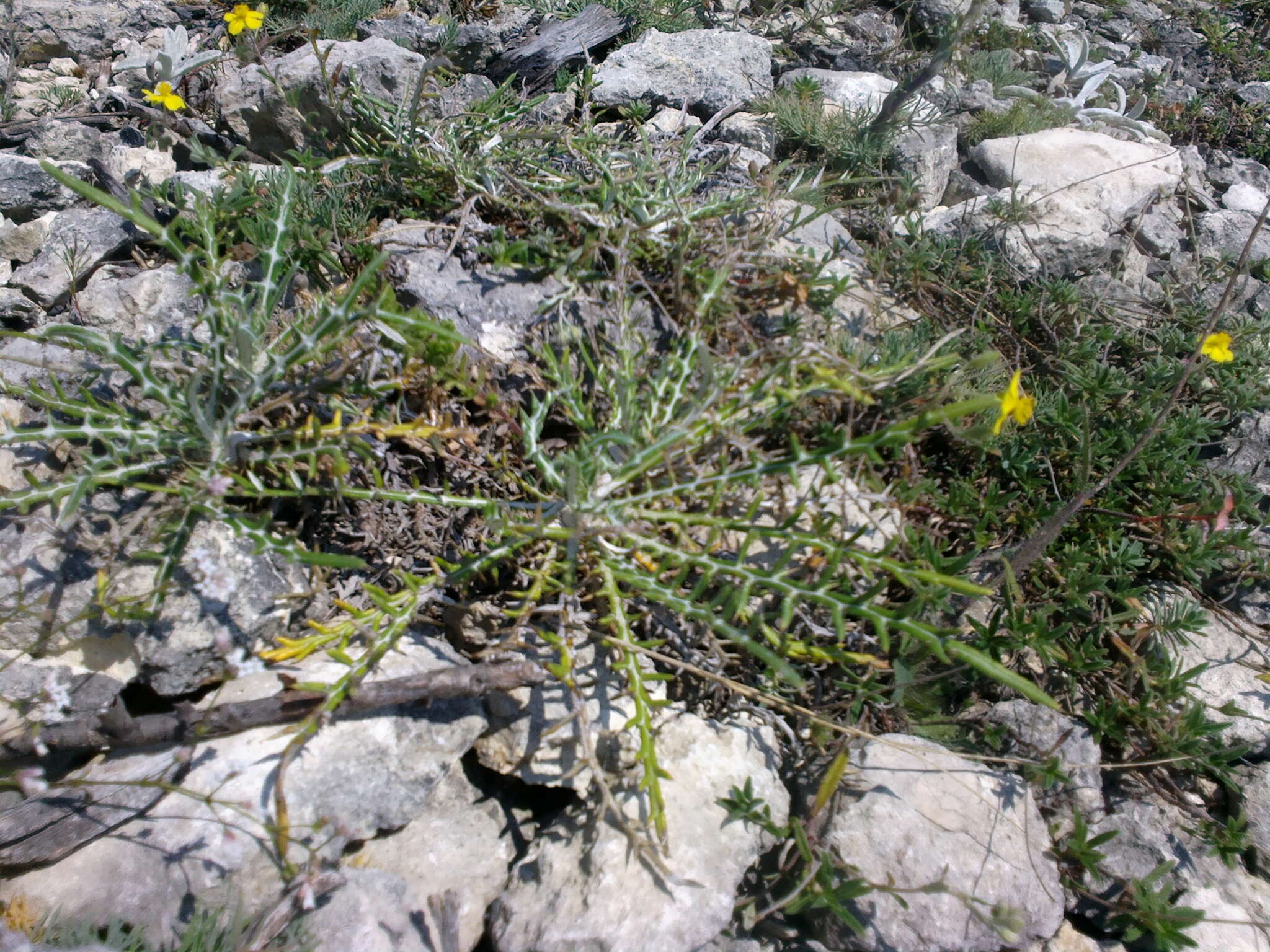 Image de Ptilostemon echinocephalus (Willd.) Greuter