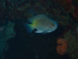 Image of Black-spot damsel