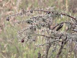 Vachellia drepanolobium (Y. Sjöstedt) P. J. H. Hurter resmi