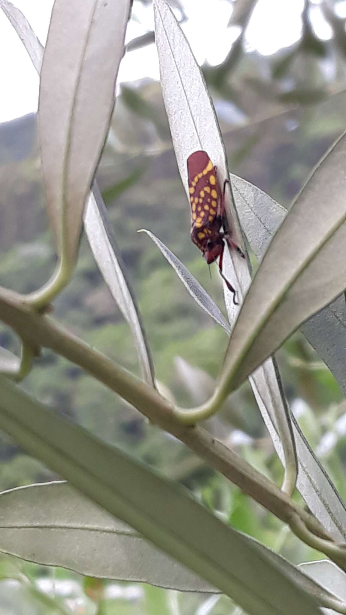 Image of Cicciana latreillei (Distant 1908)