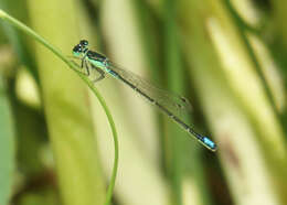 Image of Black-fronted Forktail