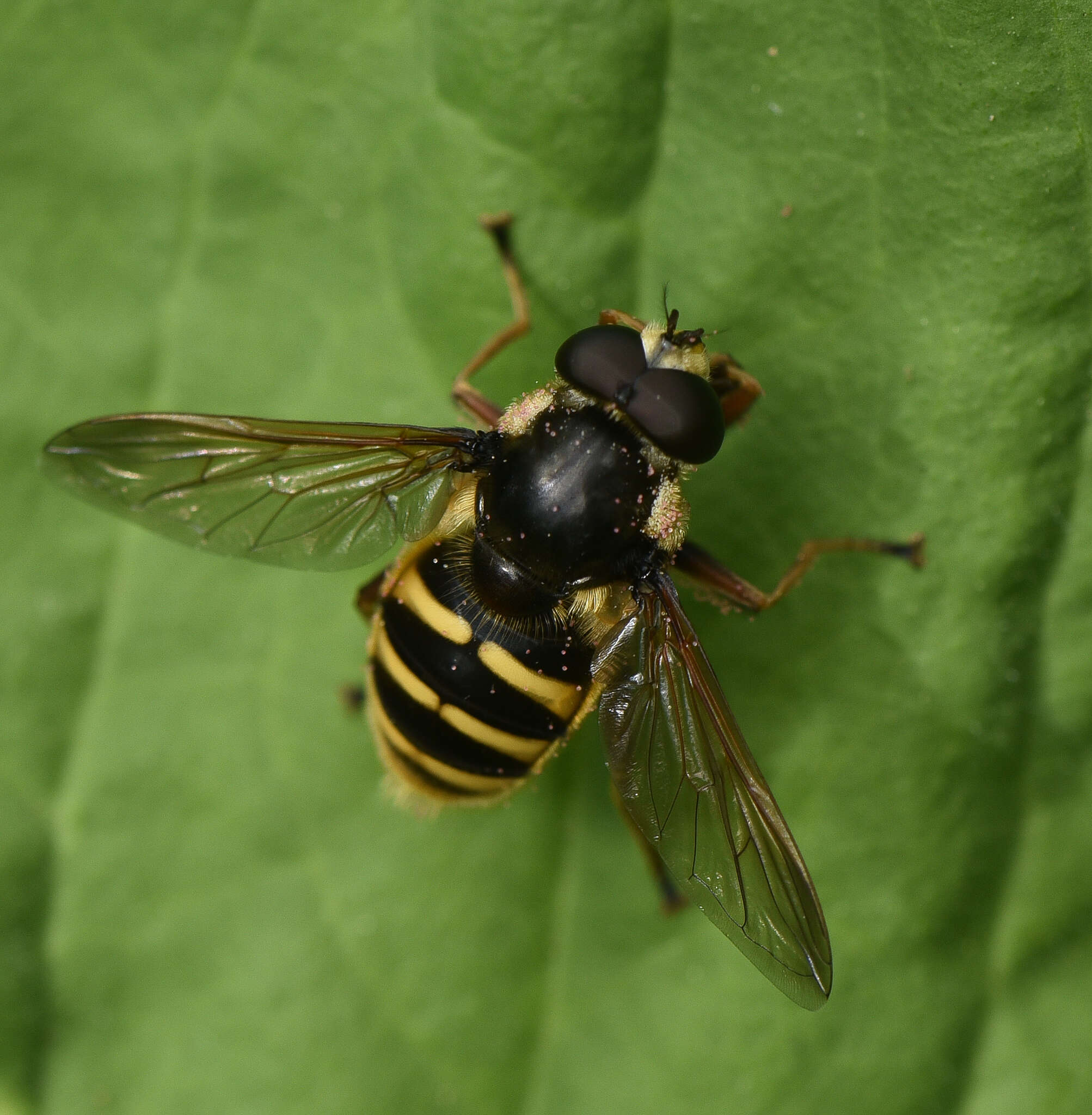 Image of Sericomyia silentis (Harris 1776)