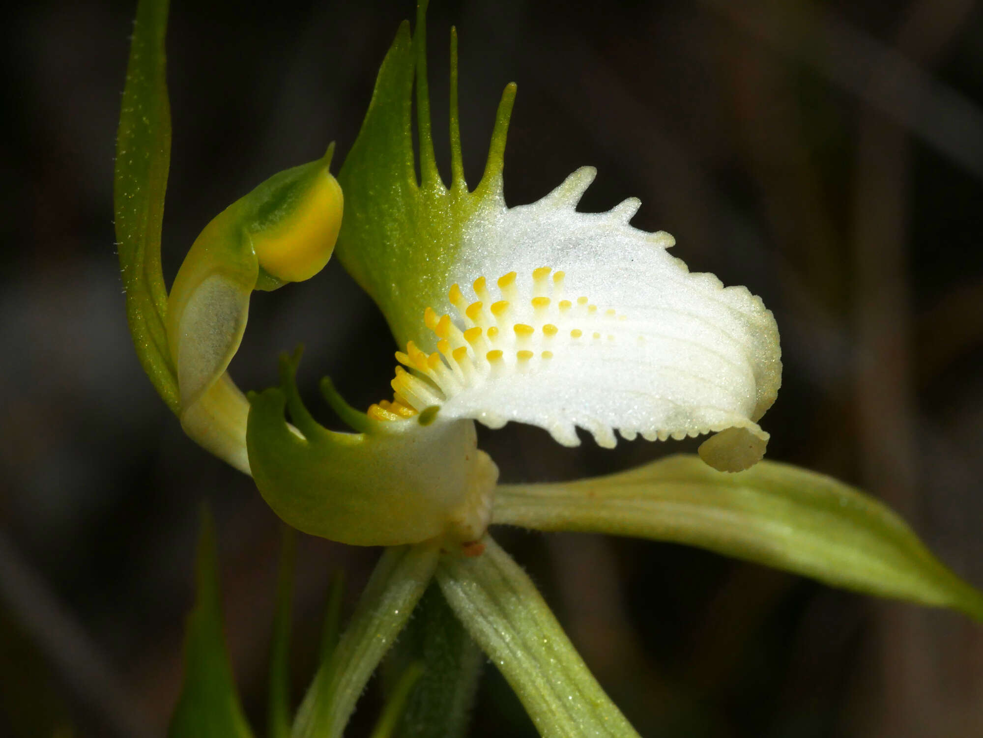 Image of Rigid spider orchid