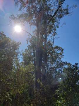 Imagem de Eucalyptus moluccana Roxb.