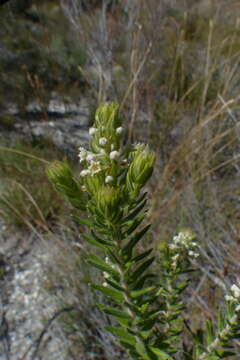 Image of Phylica axillaris Lam.