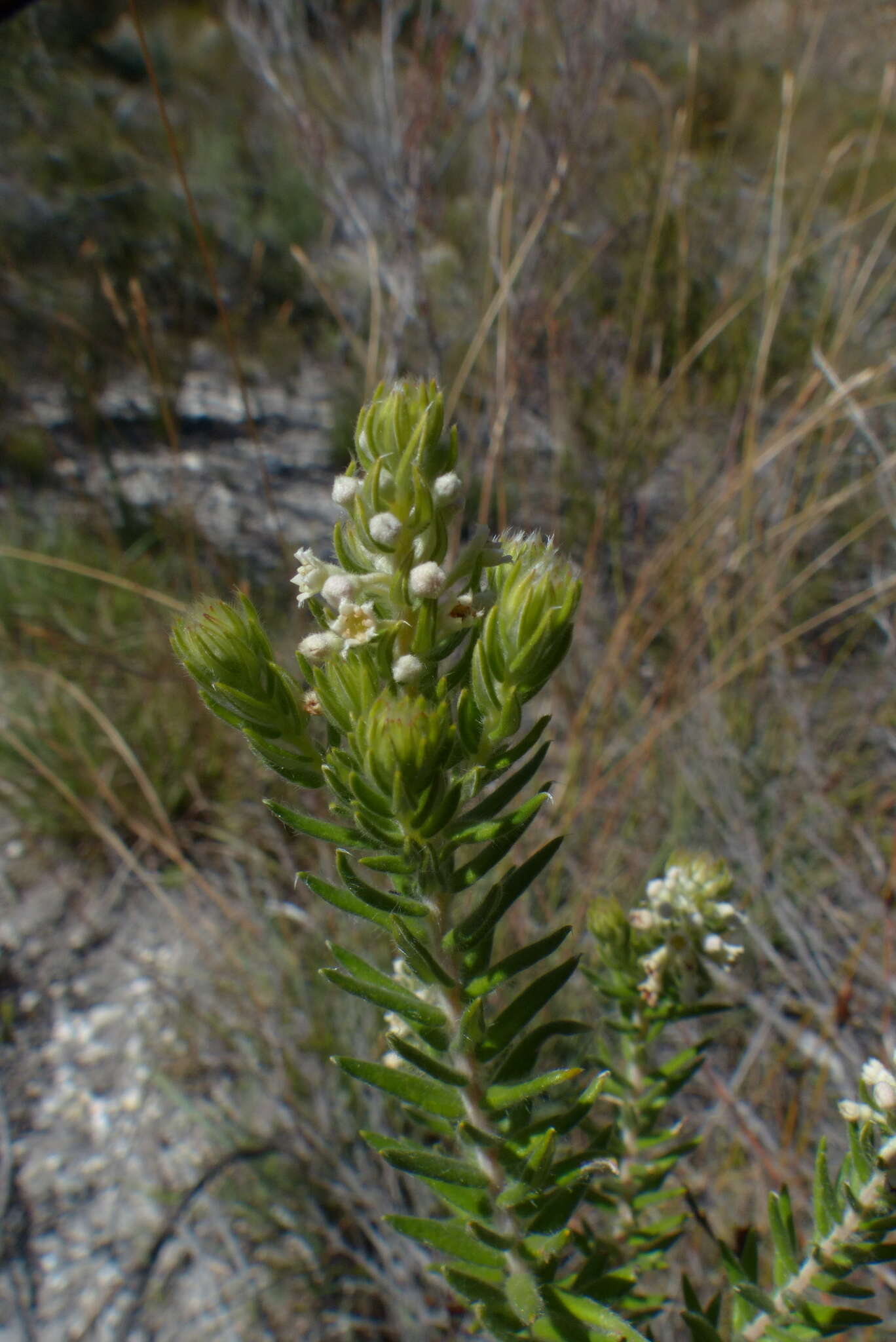 Image of Phylica axillaris Lam.