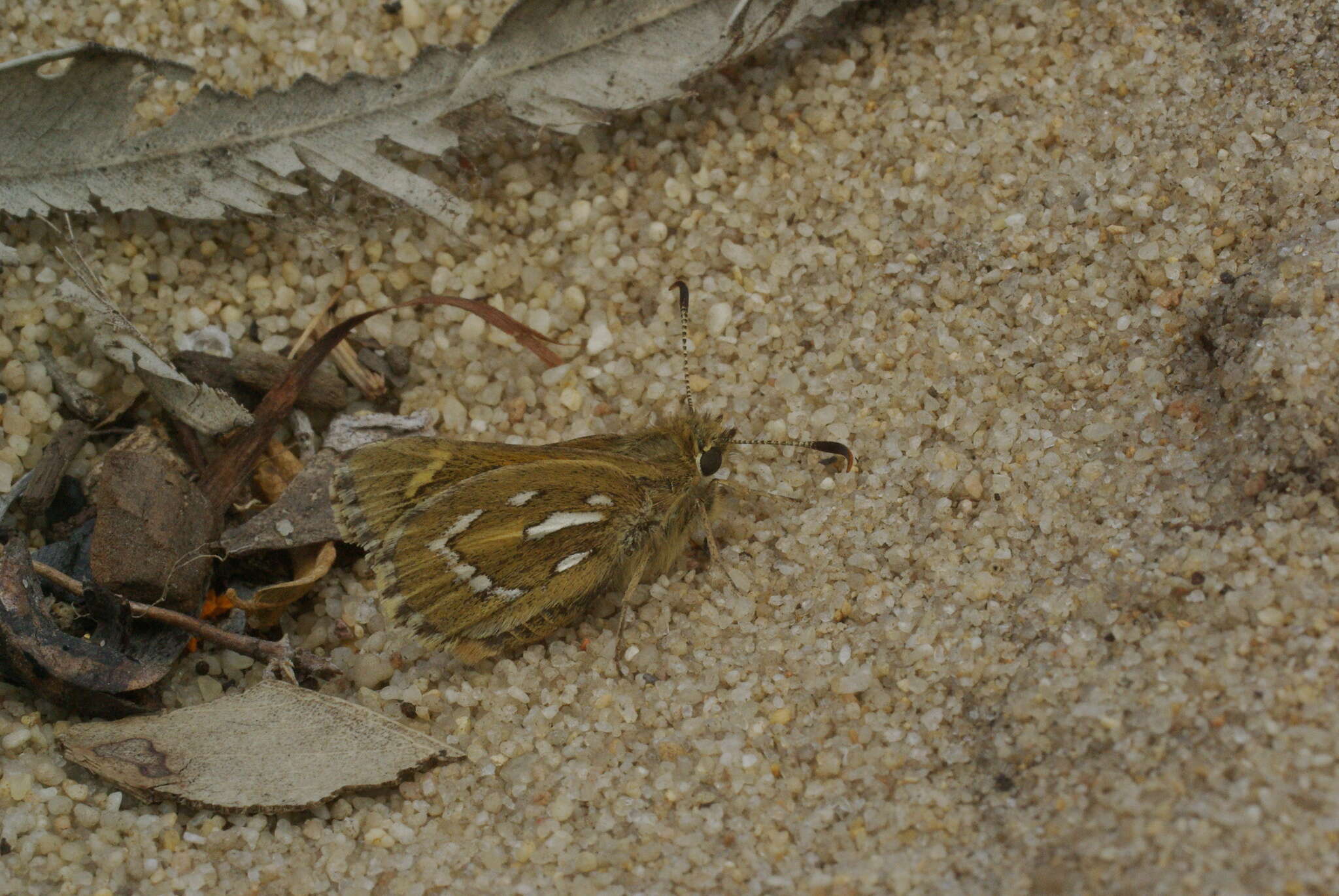 Image of Trapezites argenteoornatus (Hewitson 1868)