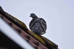 Image of Columba palumbus palumbus Linnaeus 1758