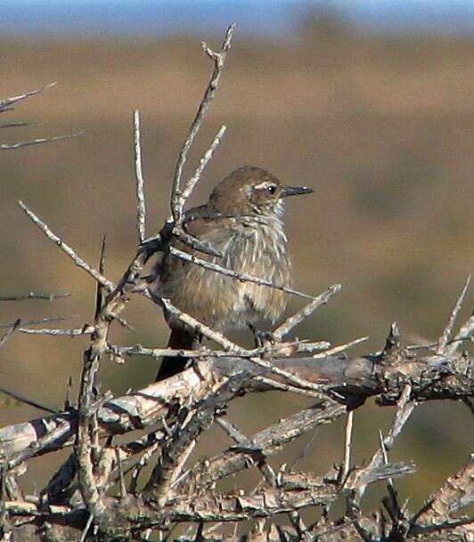 Image of Band-tailed Earthcreeper