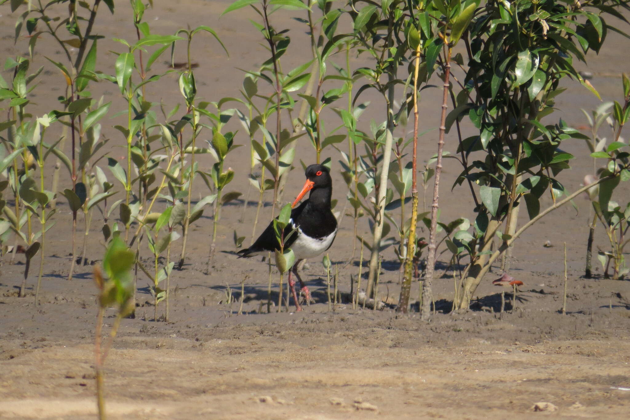 Image of Australian Pied Oystercatcher