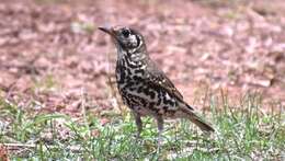 Image of Chinese Thrush