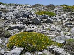 Image de Genista lobelii subsp. longipes (Pau) Heywood