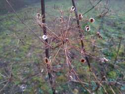 Image of Tommasinia verticillaris (Mill.) Bertol.