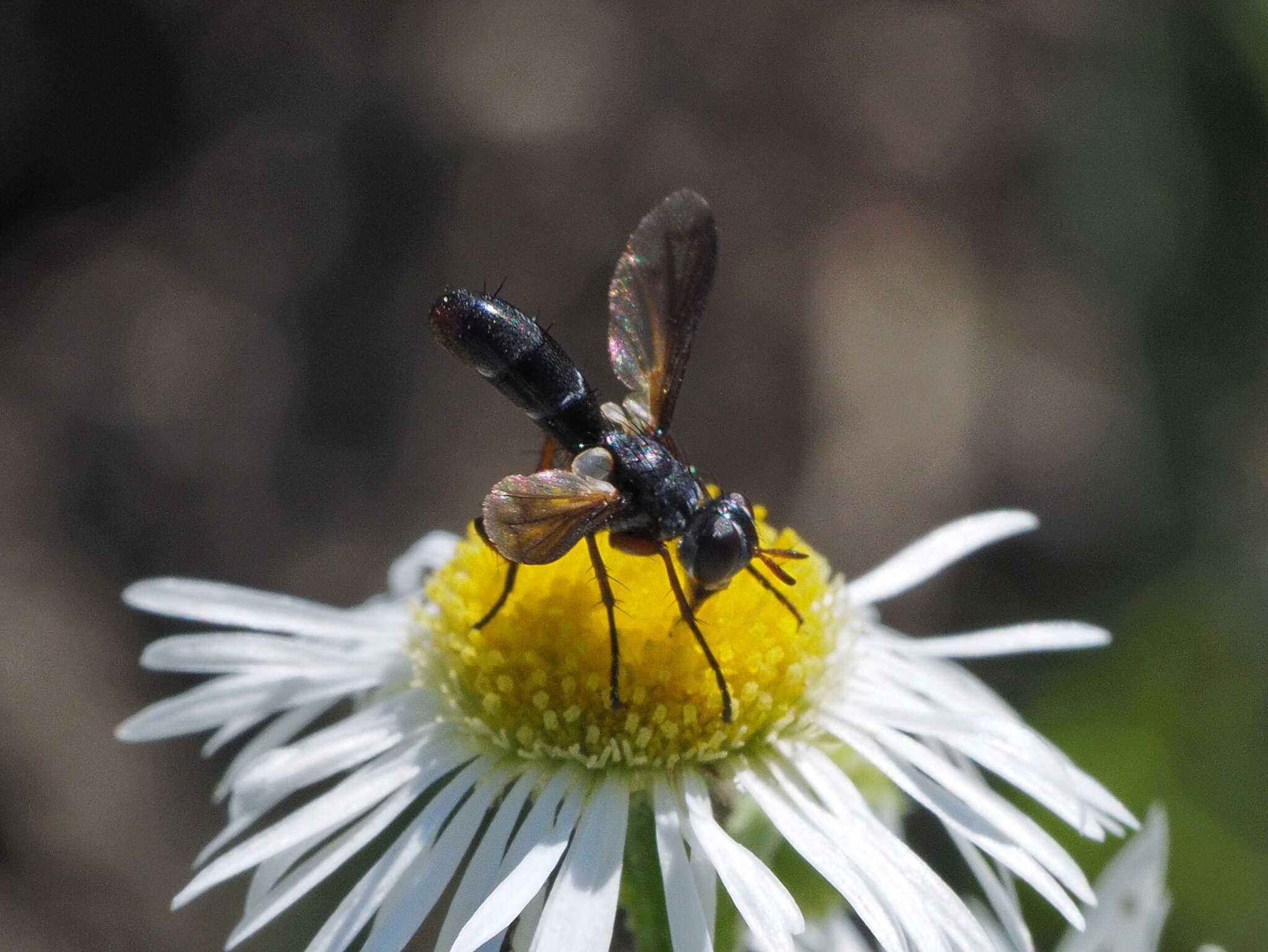 Image of Cylindromyia rufipes (Meigen 1824)