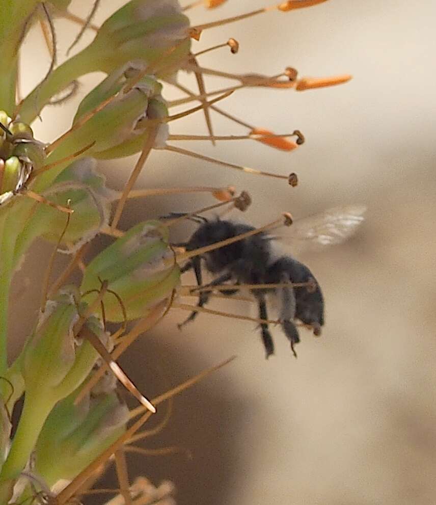 Image of Anthophora nigriceps Morawitz 1886