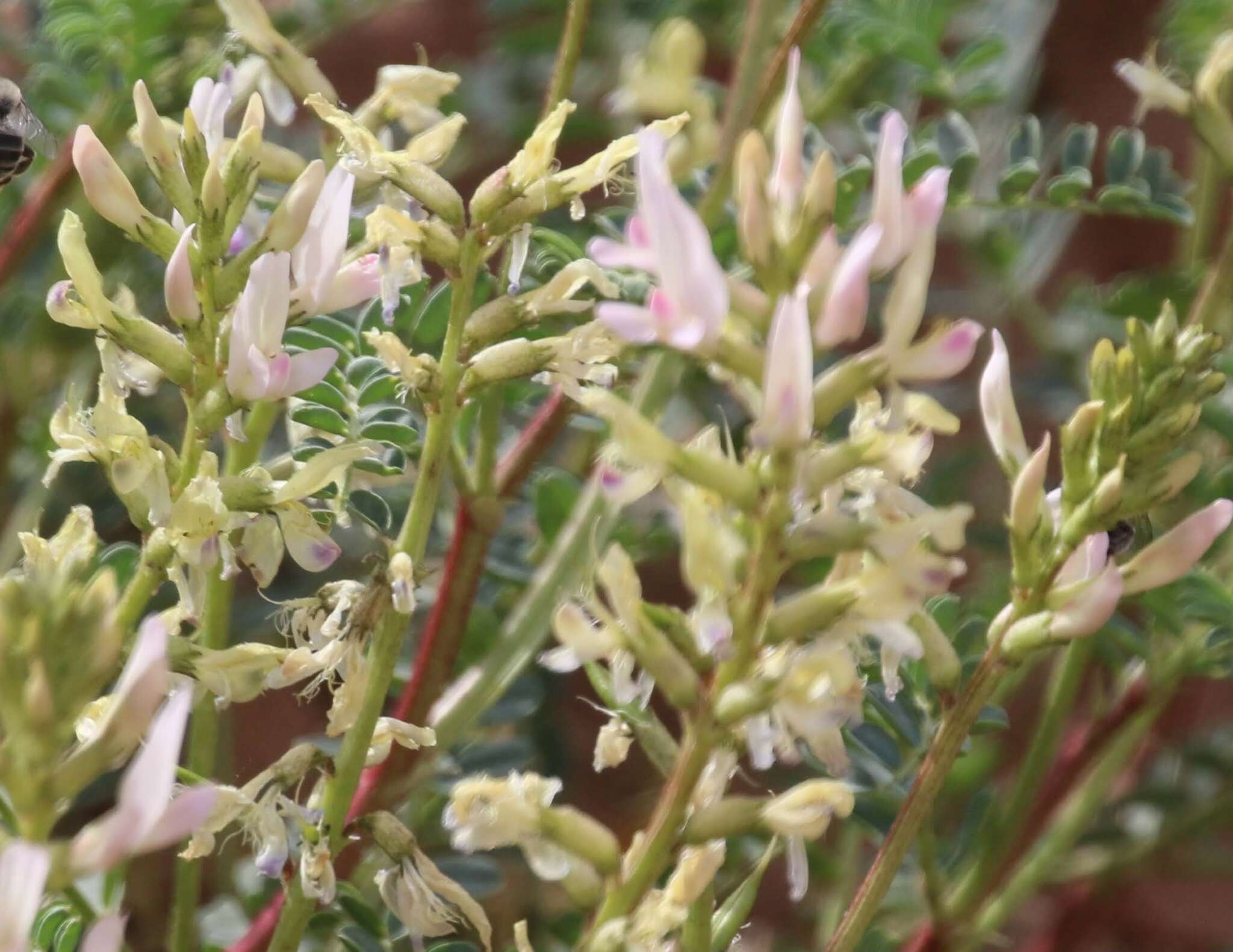 Astragalus lentiginosus var. yuccanus M. E. Jones的圖片