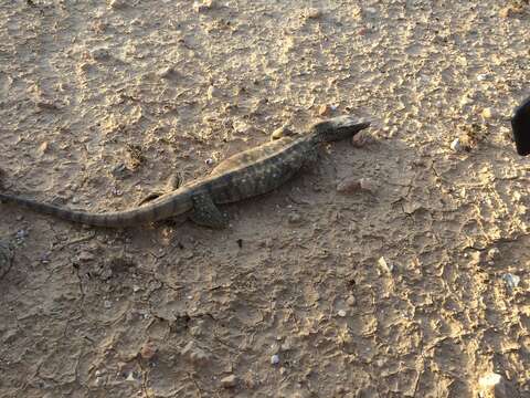 Image of Varanus griseus griseus (Daudin 1803)