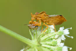 Image of Phymata crassipes (Fabricius 1775)