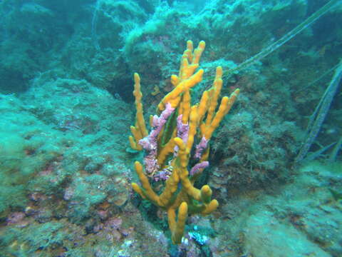 Image of common antler sponge