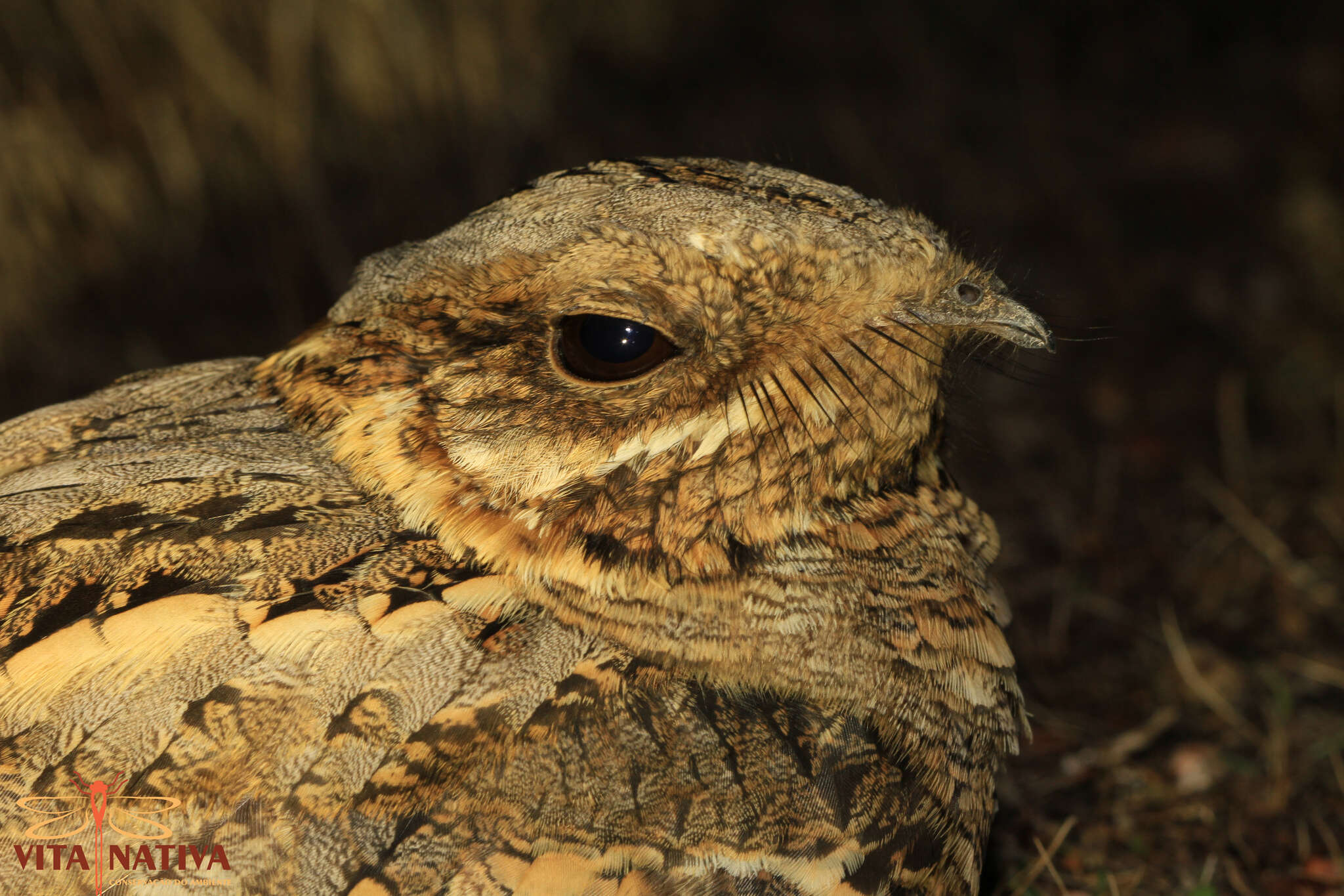 Image of Red-necked Nightjar