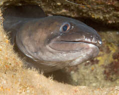 Image of Ash-colored conger eel