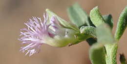 Image of Polygala asbestina Burch.