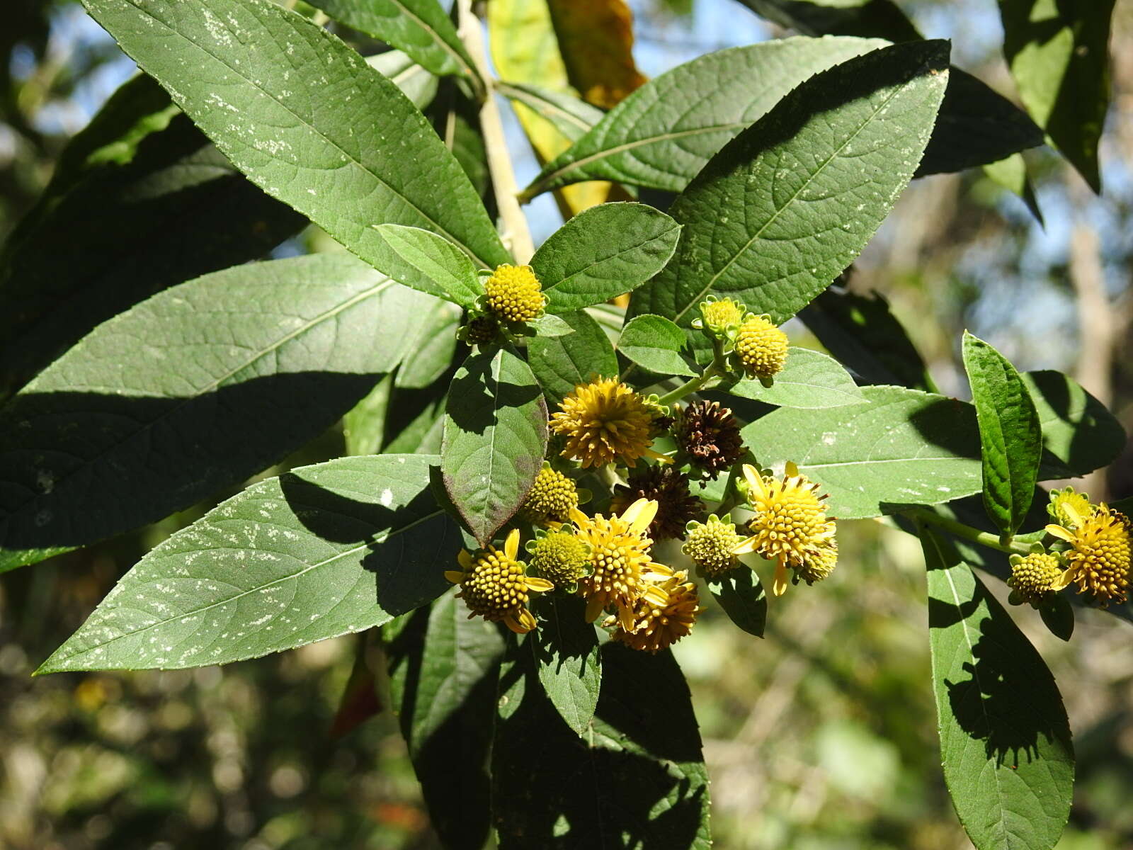 Imagem de Verbesina hypargyrea B. L. Rob. & Greenm.