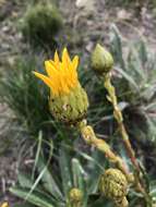 Imagem de Berkheya herbacea (L. fil.) Druce