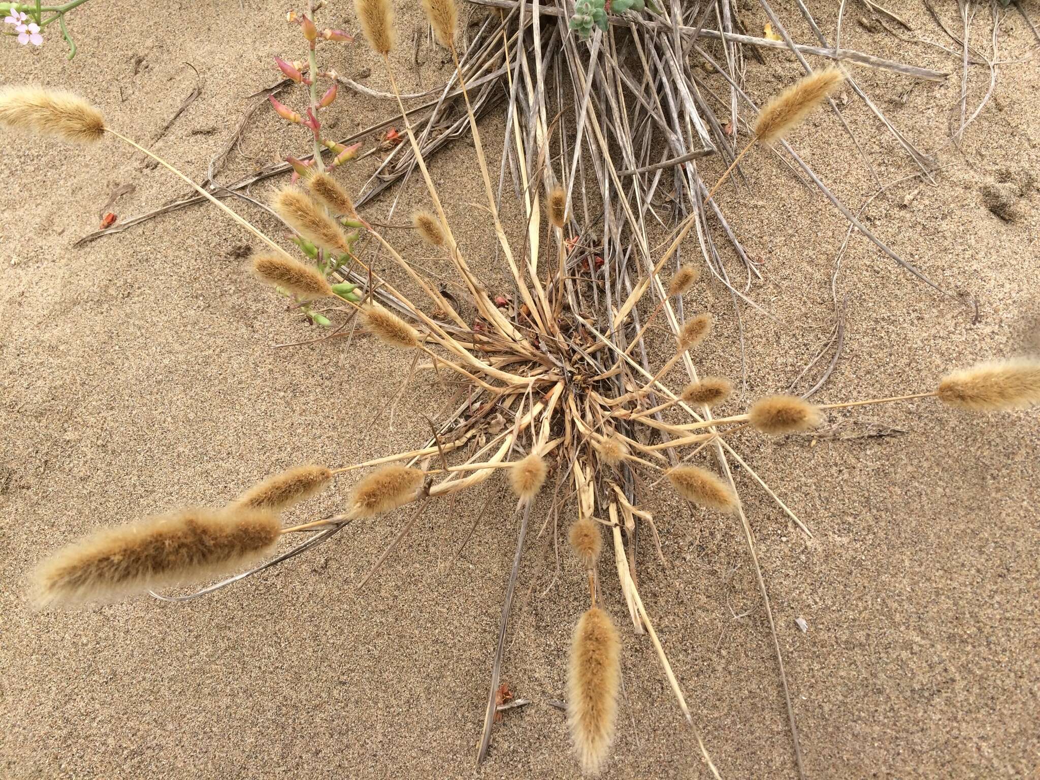 Image de Polypogon de Montpellier