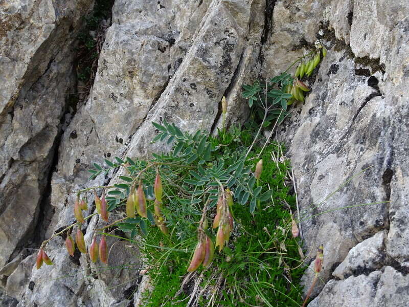 صورة Astragalus australis (L.) Lam.