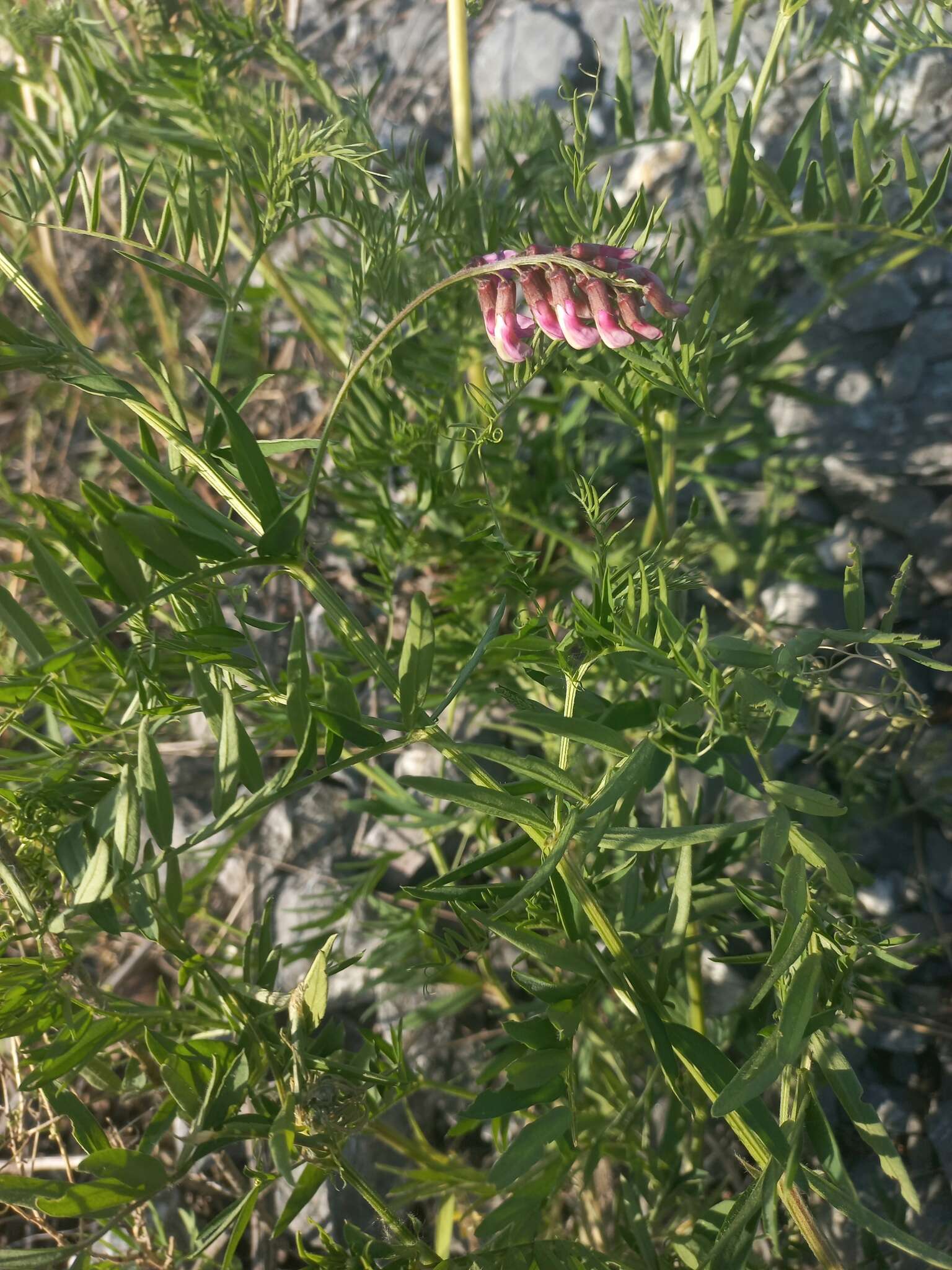 Imagem de Vicia megalotropis Ledeb.