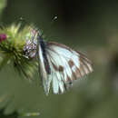 Image of Ethiopian Cabbage White