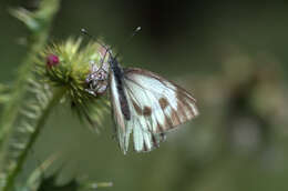 Image of Ethiopian Cabbage White