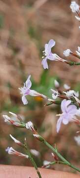 Image of Limonium hibericum Erben