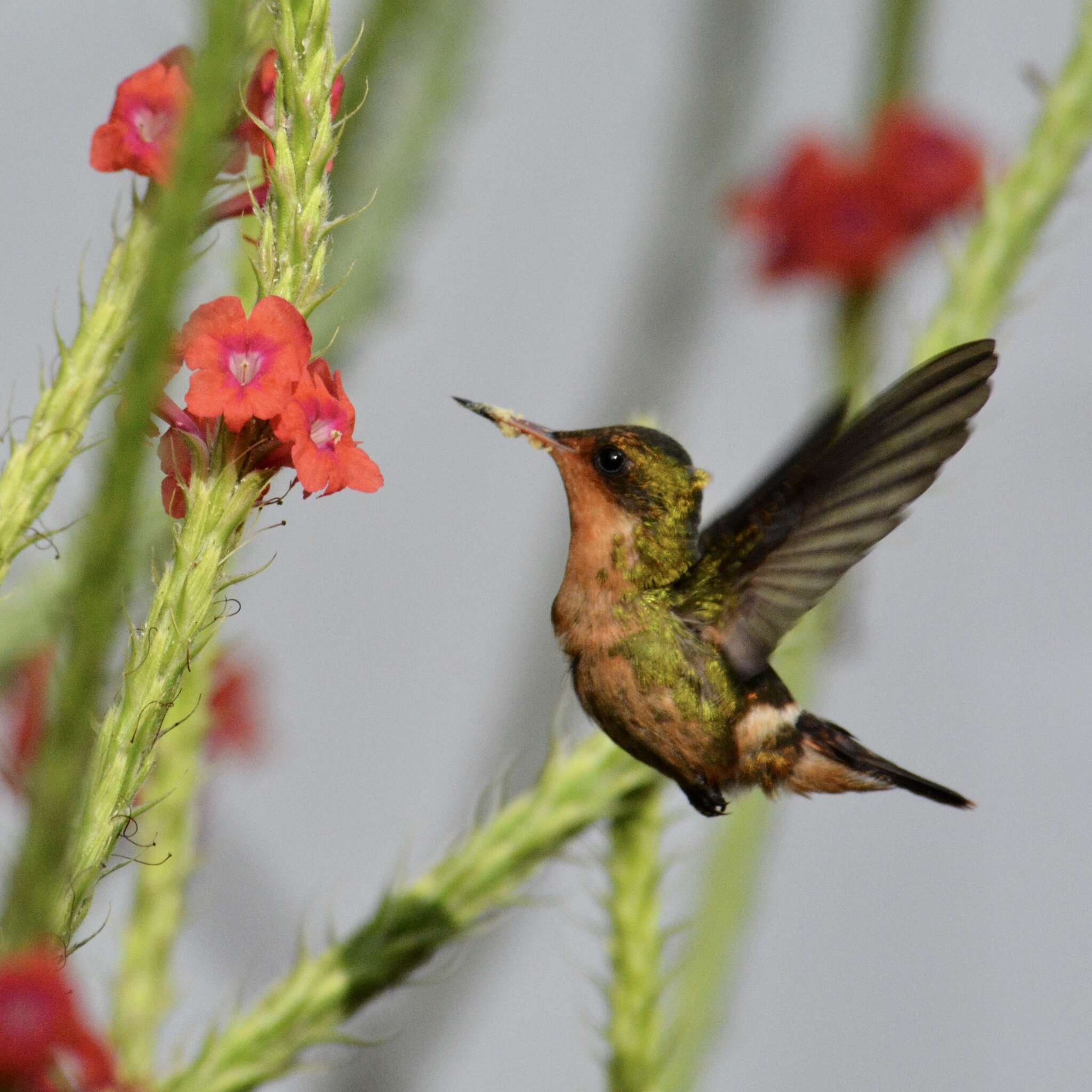 Lophornis ornatus (Boddaert 1783) resmi